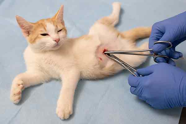 A 6-month-old kitten undergoing sterilization surgery