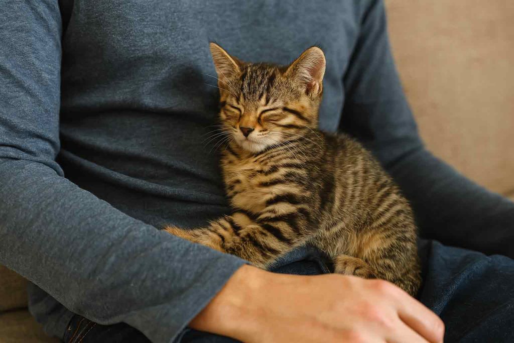 A kitten leans against its owner obediently