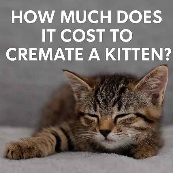 How Much to Cremate a Kitten