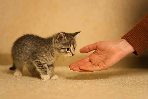 how to tame feral kitten