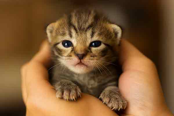 when does a kitten open its eyes