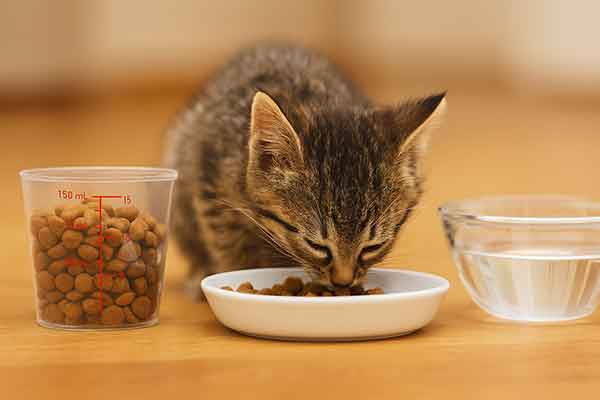 A kitten eats dry food seriously