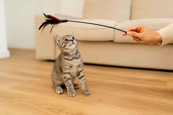 The owner is using a cat teaser to interact with the kitten