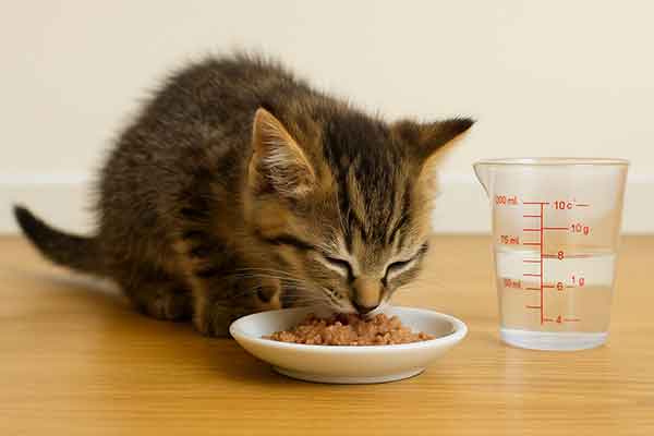 how much wet food to feed a kitten