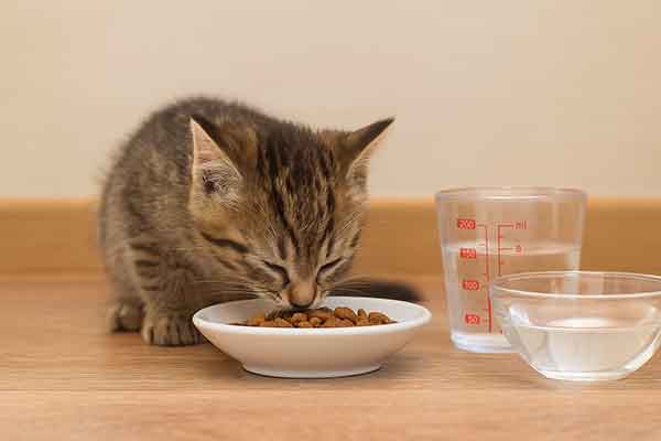what can i feed a kitten