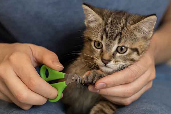Trim Kitten Claws