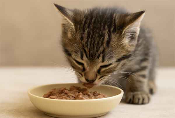 how to feed kitten