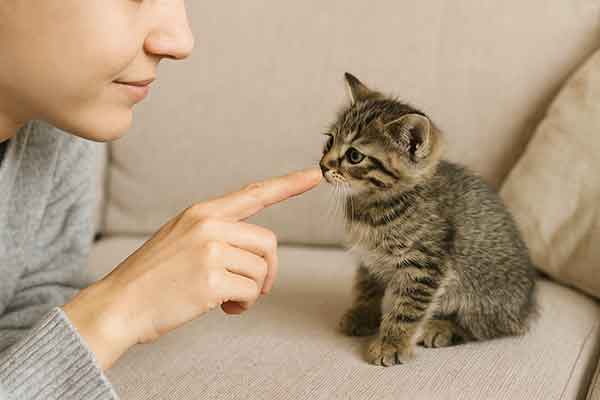 socialize a kitten
