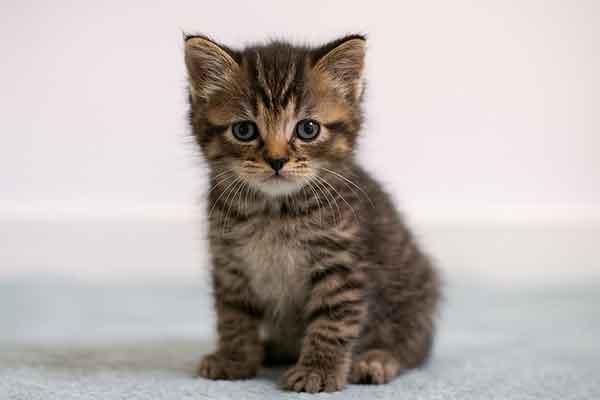 why is my kitten shaking